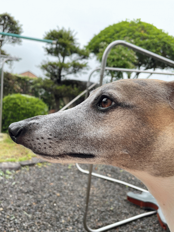 ポチタマ日記 スタッフブログ 大阪のペット火葬は北摂池田ペット霊園 大阪生駒ペット霊園