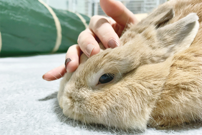 うさぎが穏やかな最期を迎えるために