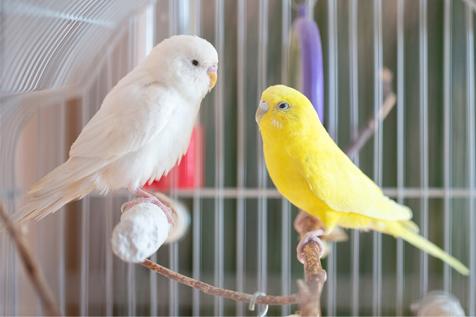 インコの健康を守るためにできること