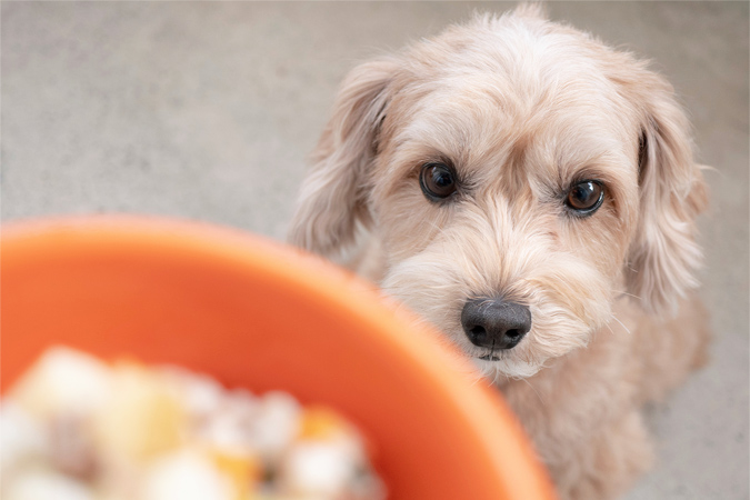 愛犬の健康を手作りごはんでサポートするためのポイント。参考レシピも紹介！