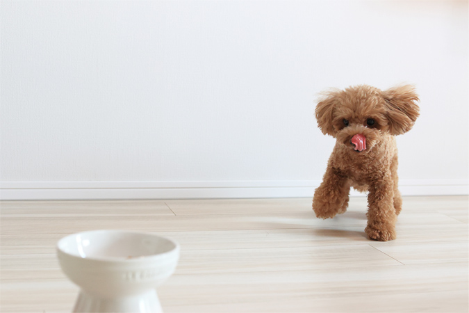 手作りごはんで愛犬の健康をサポート