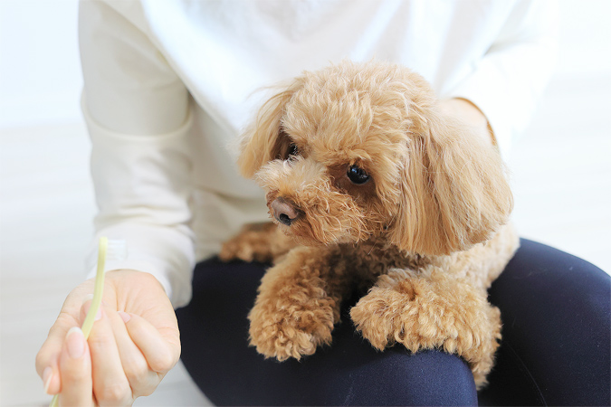 歯磨きを習慣にして愛犬の歯を守ろう！慣れるためのステップと磨き方のポイント